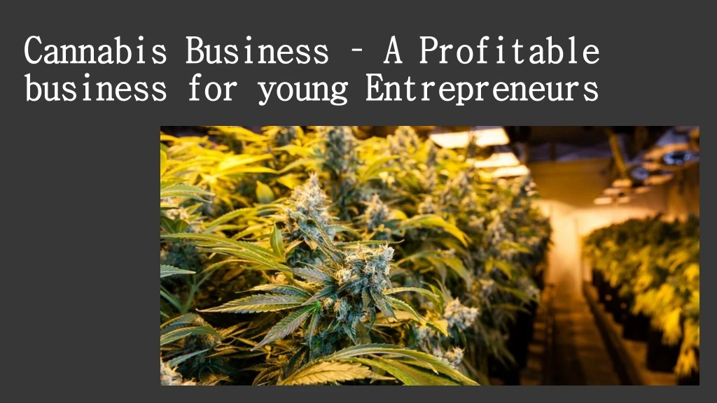 cannabis business a profitable business for young