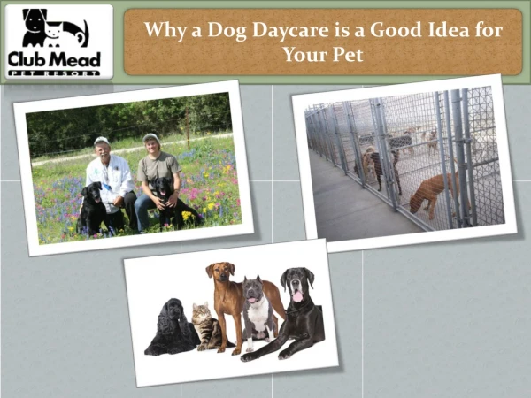 Why a Dog Daycare is a Good Idea for Your Pet