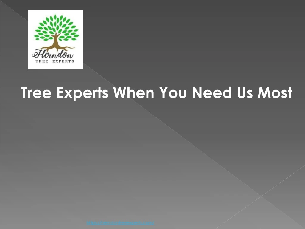 tree experts when you need us most