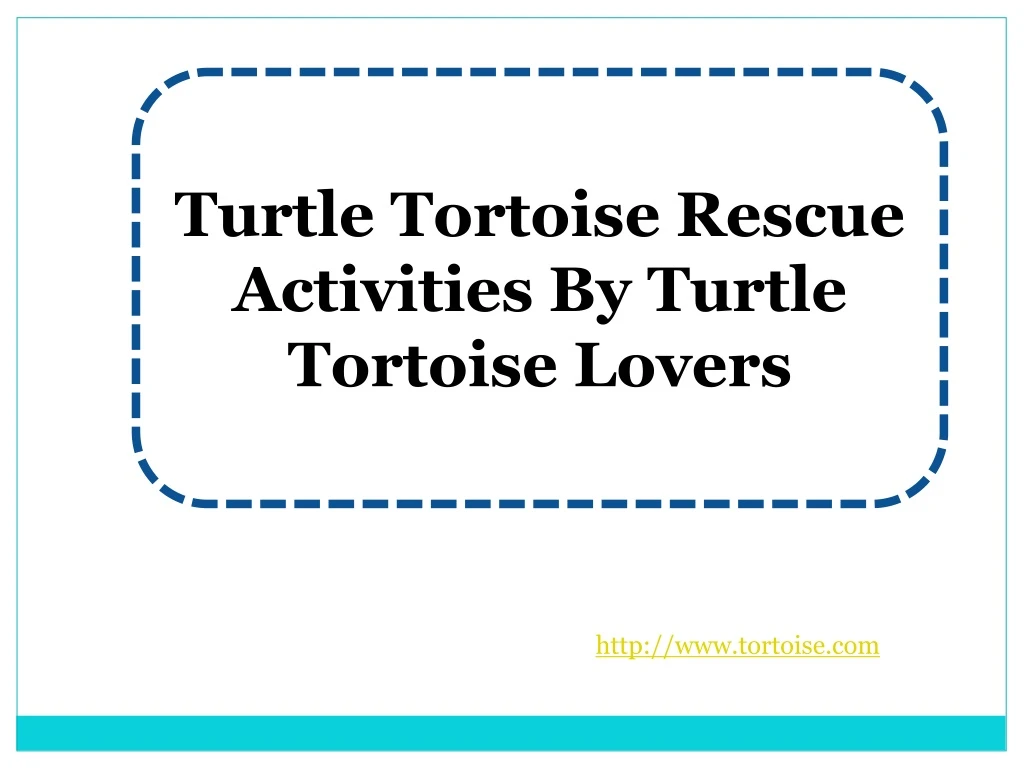 turtle tortoise rescue activities by turtle