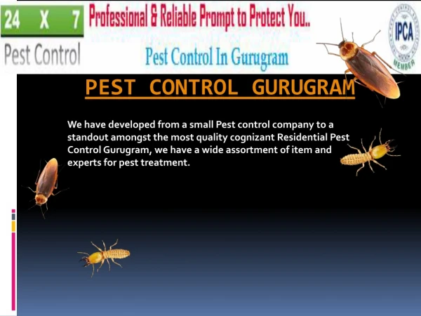 Best Pest control Services In Gurugram
