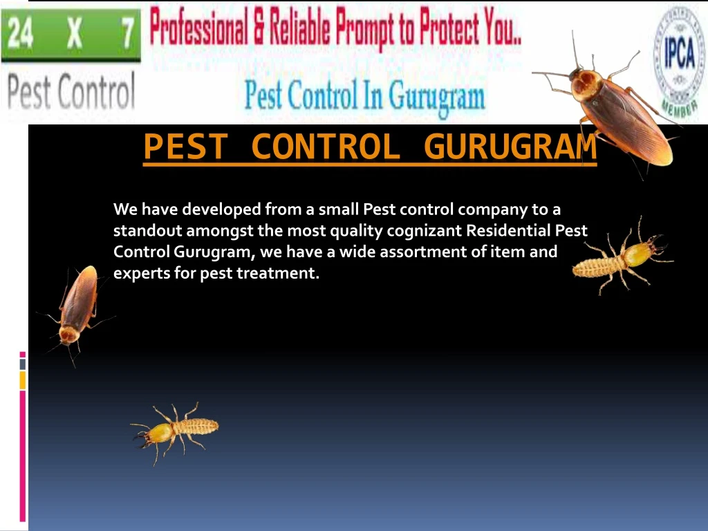 pest control gurugram