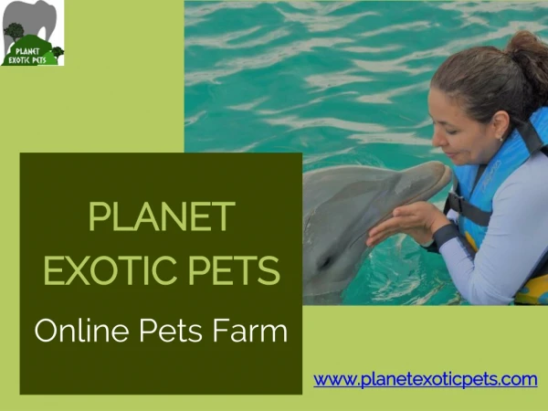 Cute Exotic Pets For Sale at Planet Exotic Pets