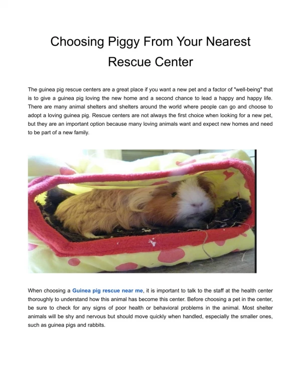Choosing Piggy From Your Nearest Rescue Center