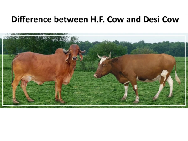 Difference between H.F. Cow and Desi Cow | GFO Farming