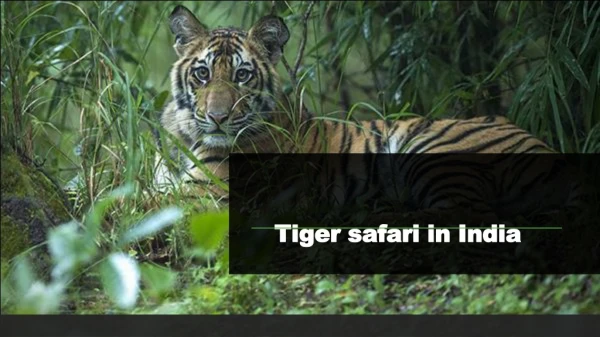 Tiger safari in India