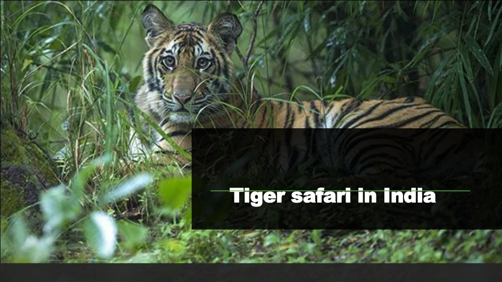 tiger safari in india