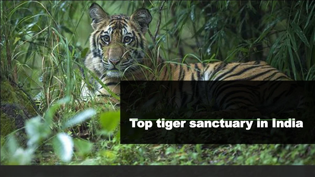 top tiger sanctuary in india