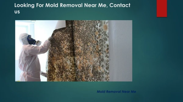 Mold Removal Near Me