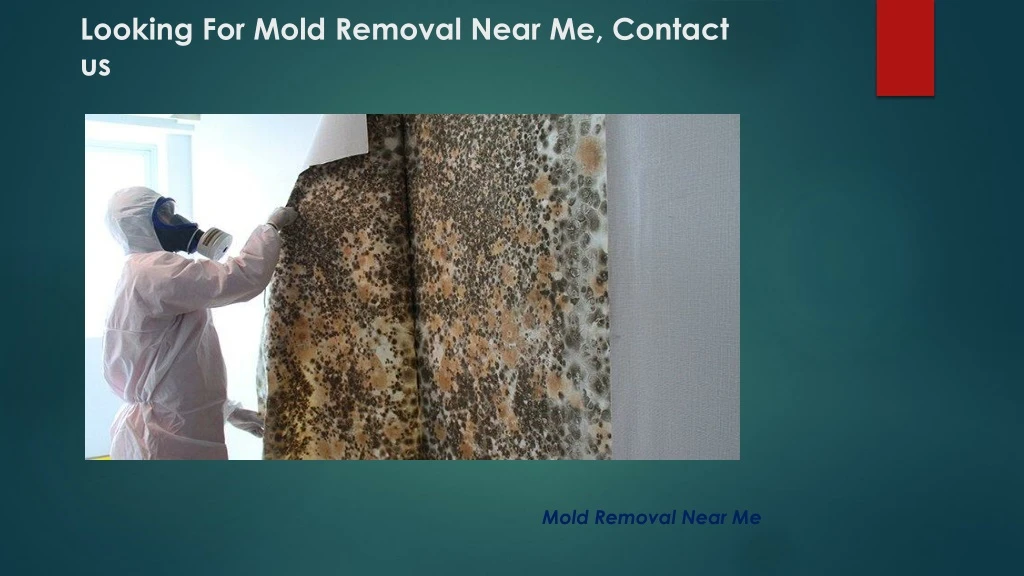 looking for mold removal near me contact us