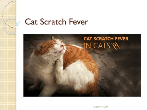 Cat Scratch Fever In Cats: Diagnosis & Prevention | BudgetVetCare