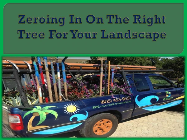 Zeroing In On The Right Tree For Your Landscape