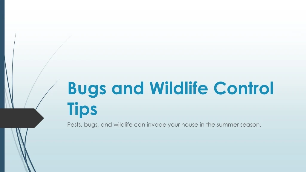 bugs and wildlife control tips