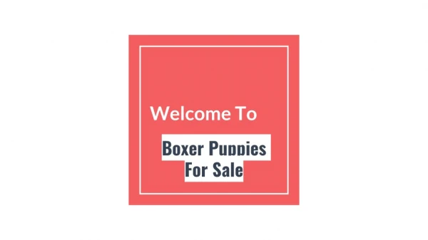 Get Boxer Puppies for Sale Near Me at Affordable Price