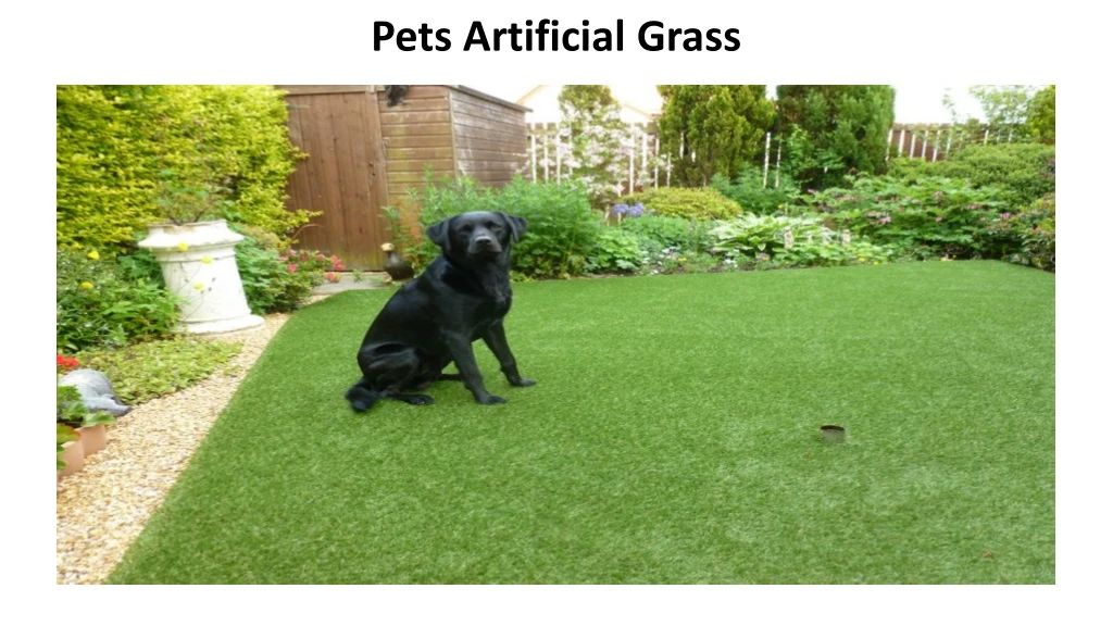 pets artificial grass