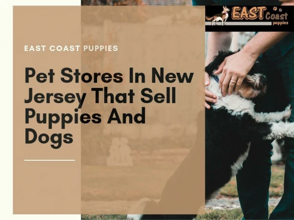 Pet Stores In New Jersey That Sell Puppies And Dogs