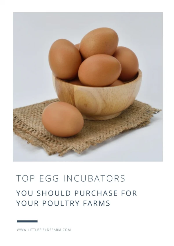 Top Egg Incubators You Should Purchase For Your Poultry Farms