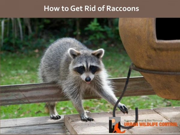 Get Rid of Raccoon in Atlanta Georgia