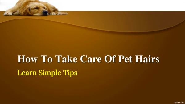 How To Take Care Of Pet Hairs