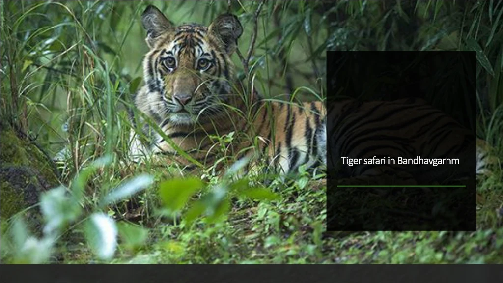 tiger safari in bandhavgarhm
