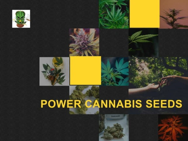 Cannabis Seeds Online | Afghan Selection Seeds | Marijuana Seeds Online