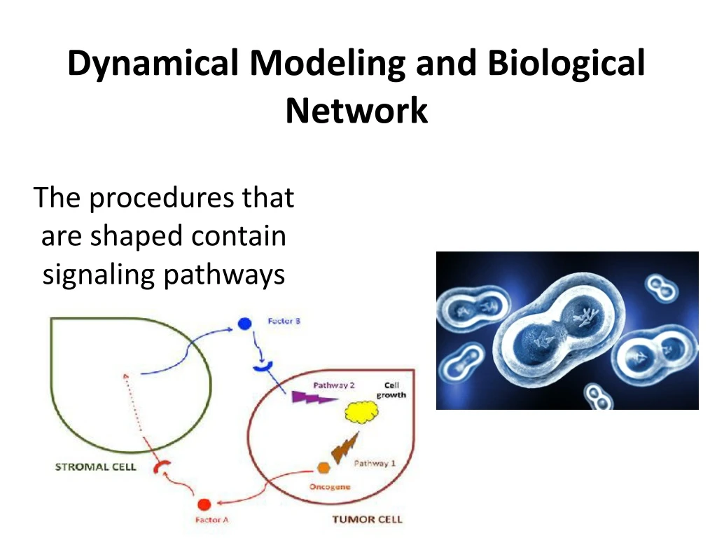 dynamical modeling and biological network