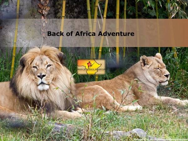 Best Tanzania safari packages