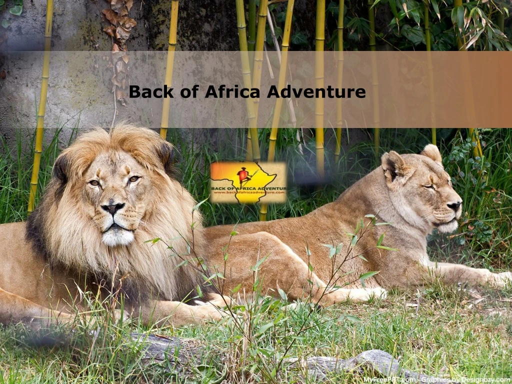 back of africa adventure