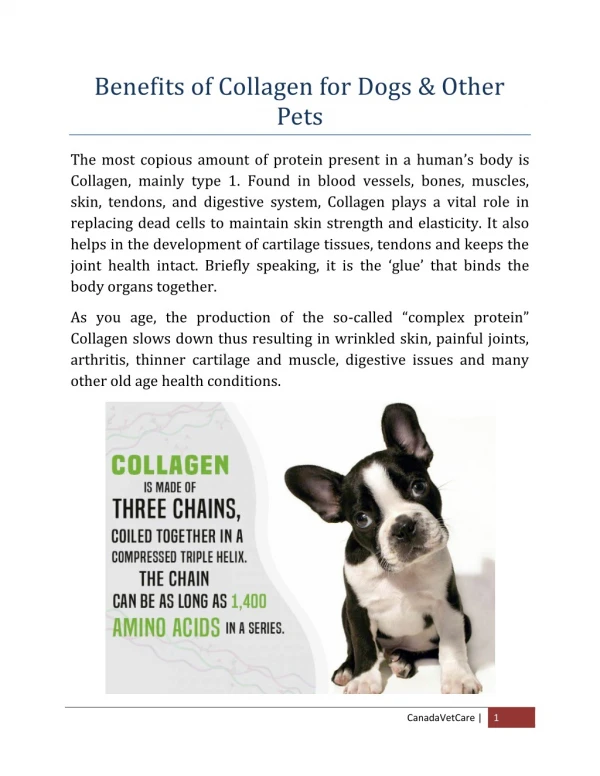 Benefits Of Collagen Supplements For Dogs Joint Care | CanadaVetCare