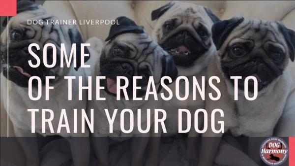 Some of the Reasons to Train your Dog