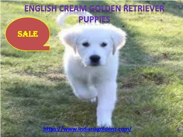 English golden retriever puppies