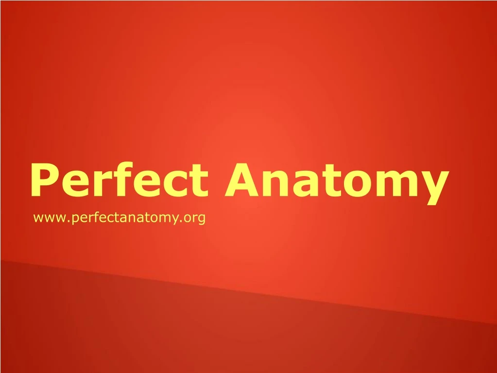 perfect anatomy