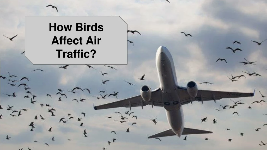 how birds affect air traffic