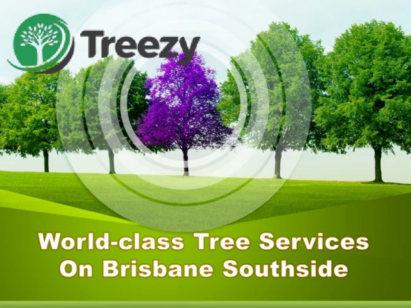 World-class Tree Services On Brisbane Southside