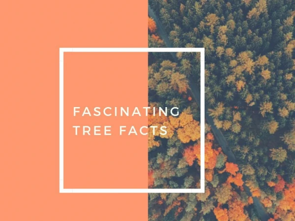 Fascinating Tree Facts