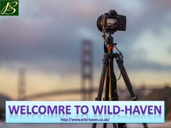 Welcome to WildHaven