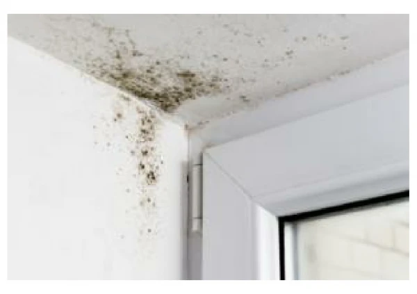 Mold Removal and Proper Cleanup