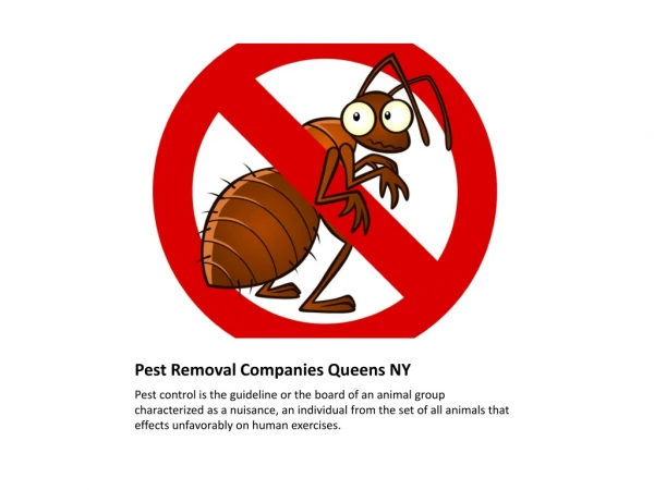 Pest Control Companies Queens NY