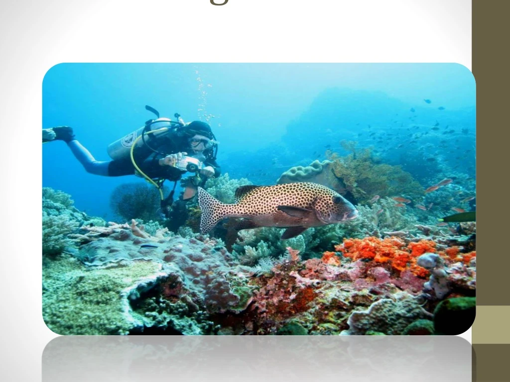 bali diving tour