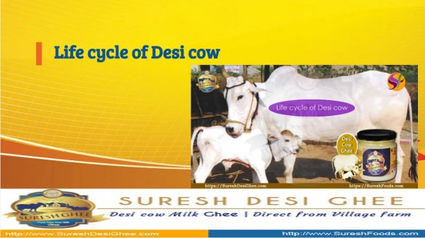 Life cycle of Desi cow