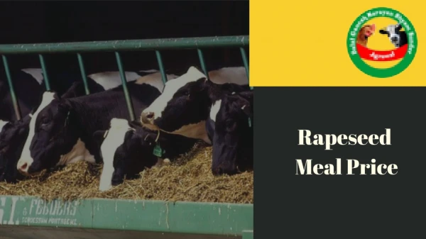 Are You Searching Protein Meal for Cattle?