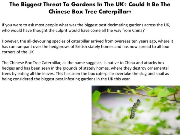 The Biggest Threat To Gardens In The UK? Could It Be The Chinese Box Tree Caterpillar?