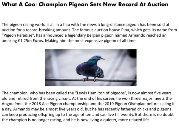 What A Coo! Champion Pigeon Sets New Record At Auction