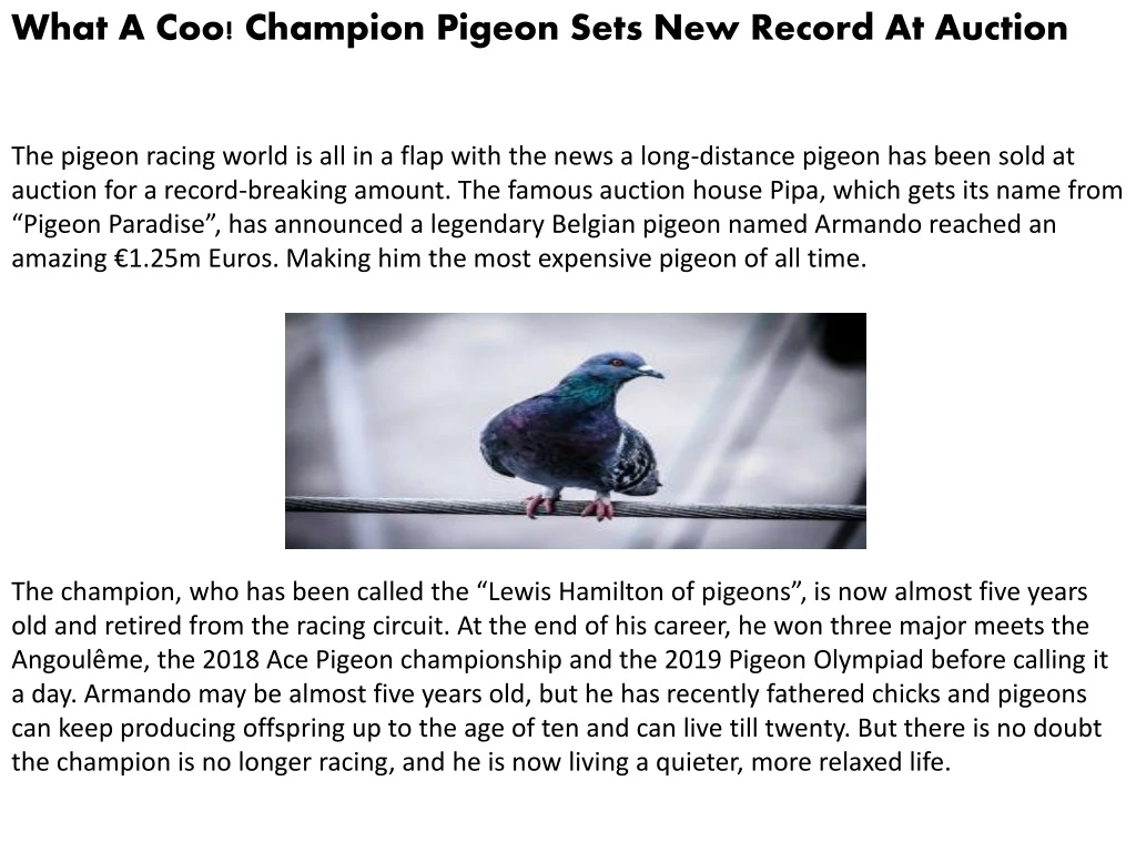 what a coo champion pigeon sets new record