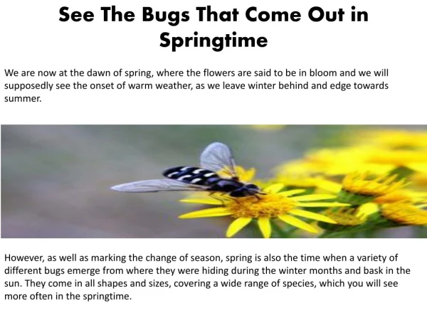 See The Bugs That Come Out in Springtime