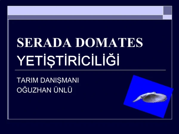 SERADA DOMATES YETISTIRICILIGI