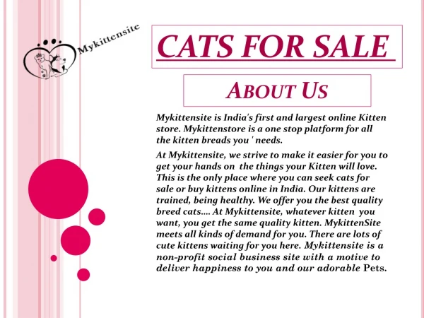 Cats for Sale in Chandigarh | Kitten for Sale | mykittensite.com