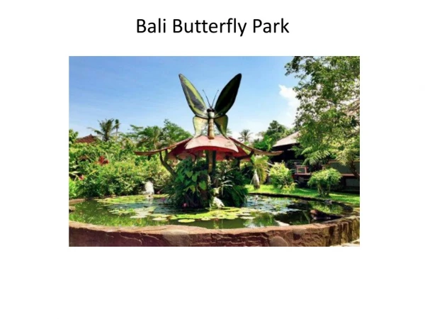 Book Bali butterfly park tour package from India - GalaxyTourism
