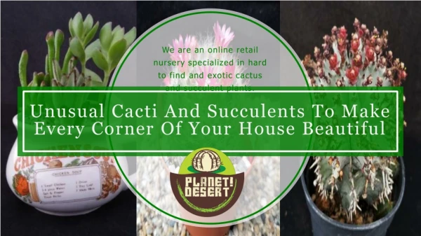 Unusual Cacti And Succulents To Make Every Corner of Your House Beautiful