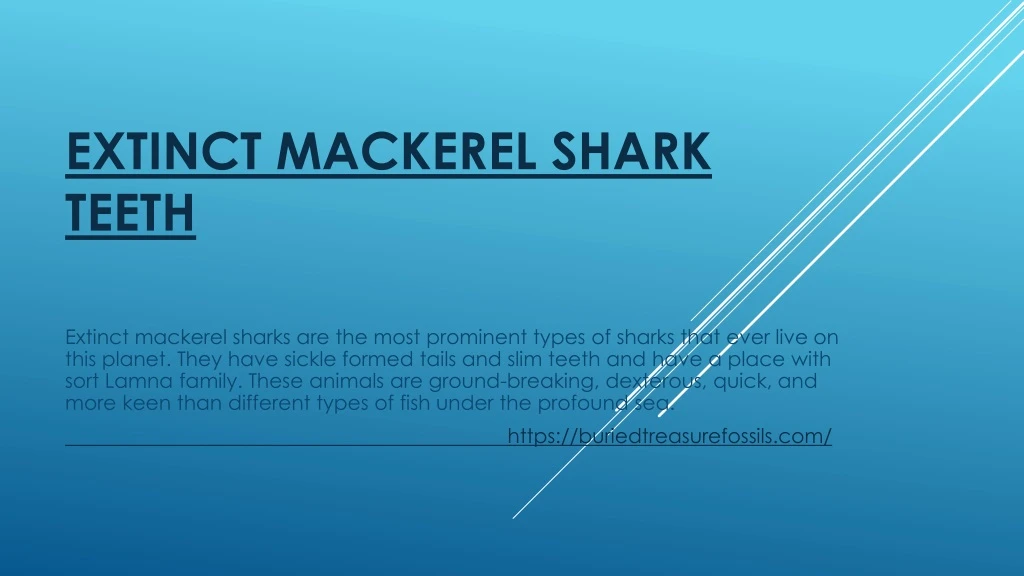 extinct mackerel shark teeth